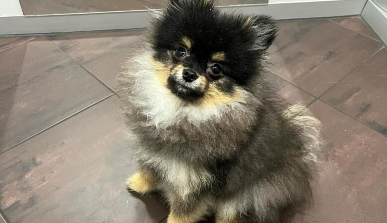 LUIGI, Male Miniature Pomeranian Puppy