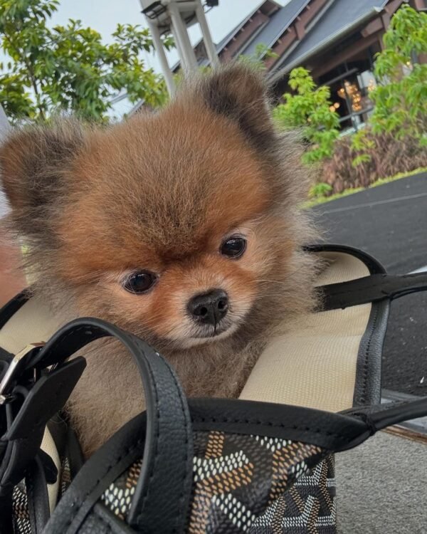 pomeranian puppies for sale near me