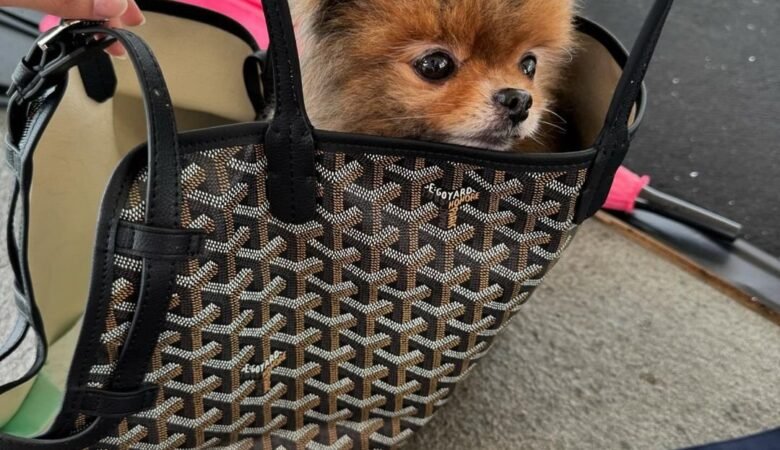 SOJU, Male Standard Pomeranian Puppy