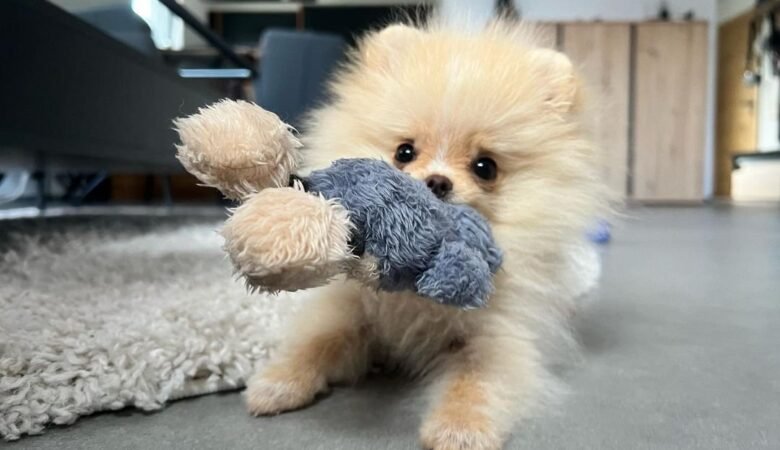 LOLLA, Female Miniature Pomeranian Puppy