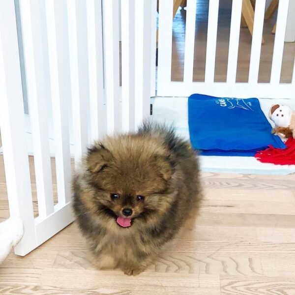 small pomeranian puppies for sale