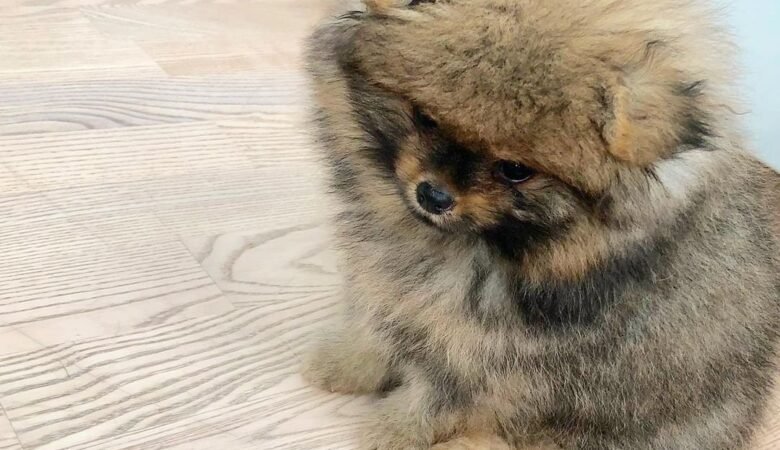 Buy SIMBA, Male Teacup Pomeranian Puppy. 20% Off Today – Don’t Miss Out! Limited Time: