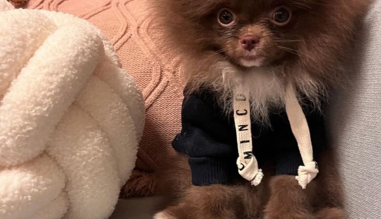 GINA, Female Standard Pomeranian Puppy