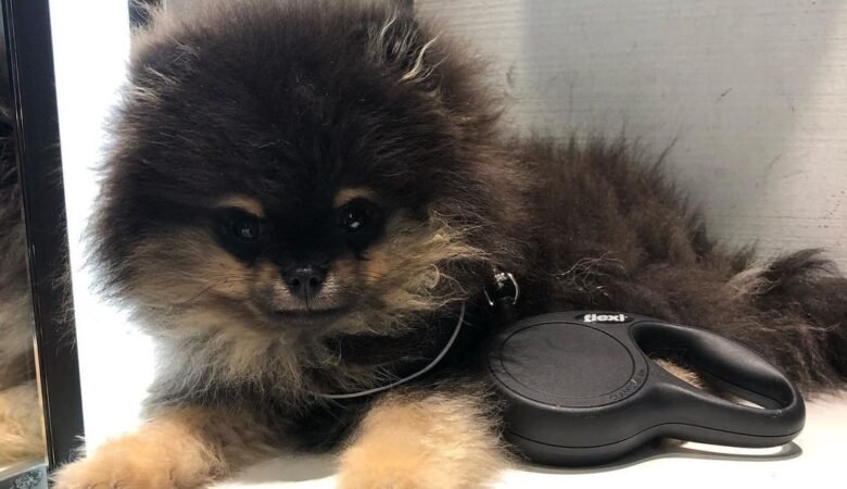BENTLEY, Male Teacup Pomeranian Puppy