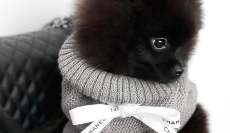 HONEY, Female Teacup Pomeranian Puppy
