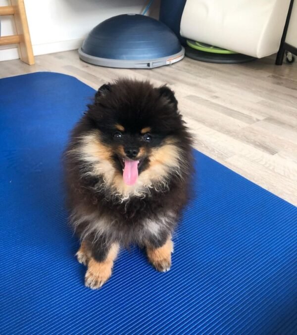 teacup pomeranian puppies for sale