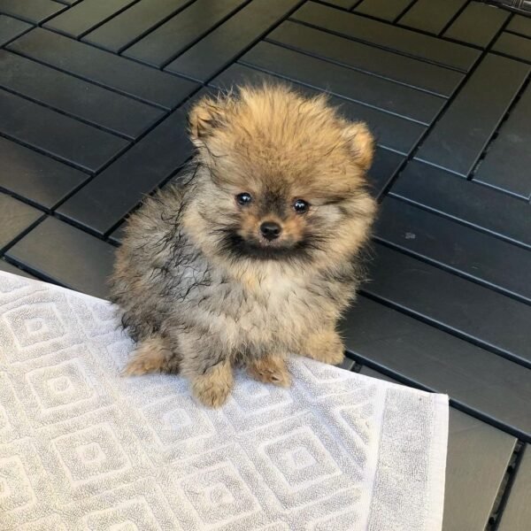 small pomeranian puppies for sale