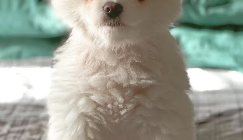 LUNA, Female Miniature Pomeranian Puppy