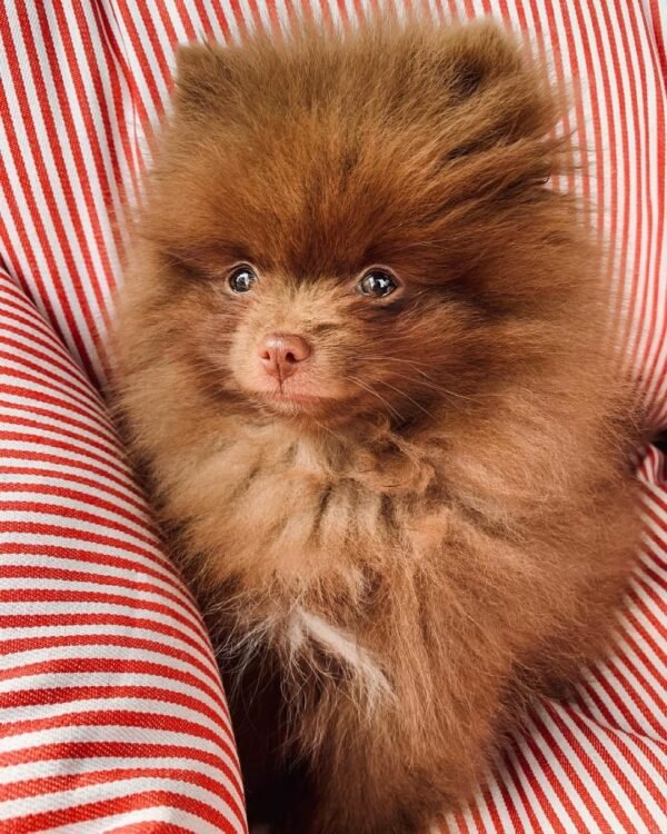 toy pomeranian puppies for sale