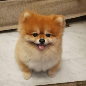 akc pomeranian puppies for sale