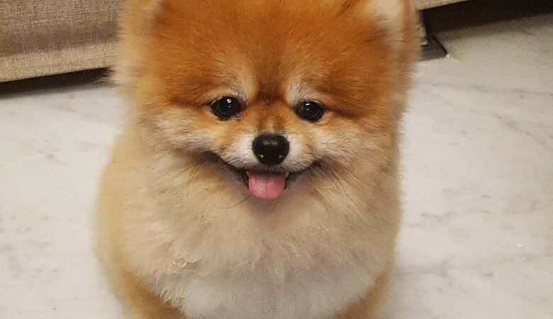 MARCO, Male Miniature Pomeranian Puppy