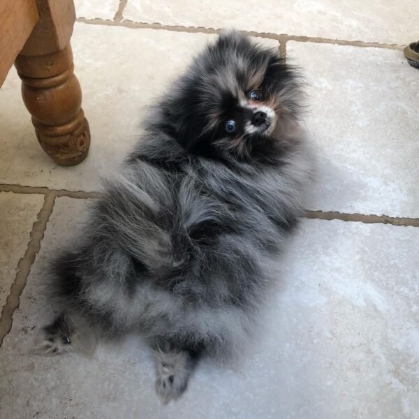 affordable pomeranian puppies for sale