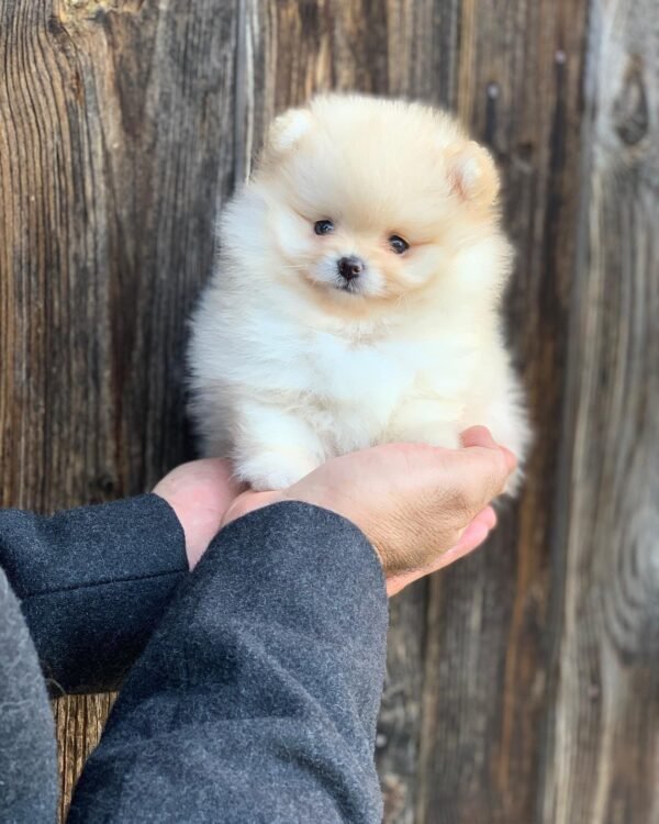 miniature pomeranian puppies for sale near me