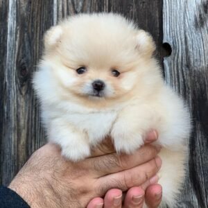 miniature pomeranian puppies for sale near me