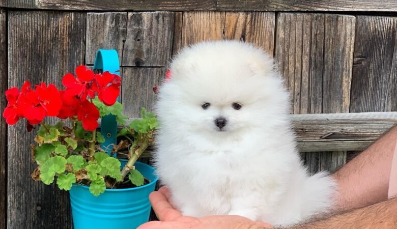 BALI, Male Teacup Pomeranian Puppy