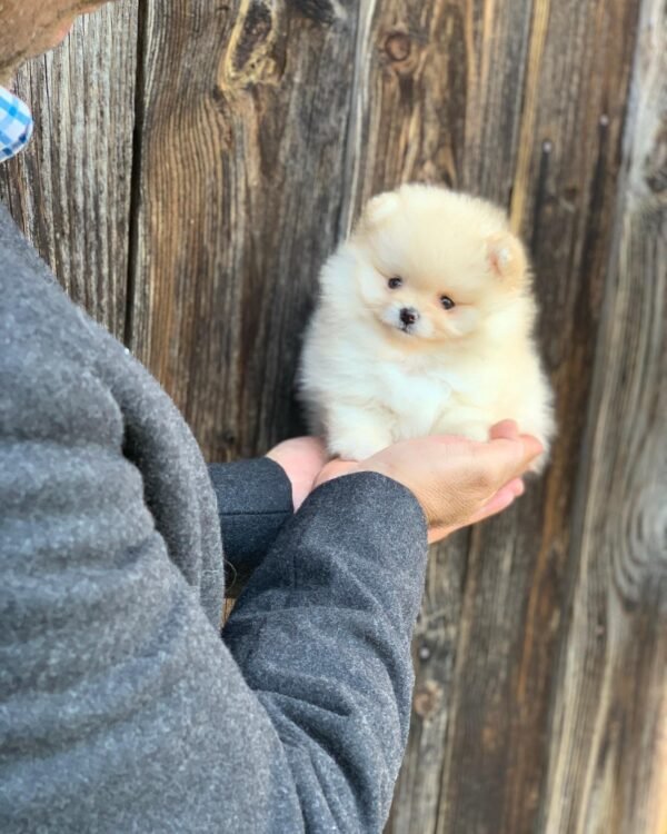 miniature pomeranian puppies for sale near me