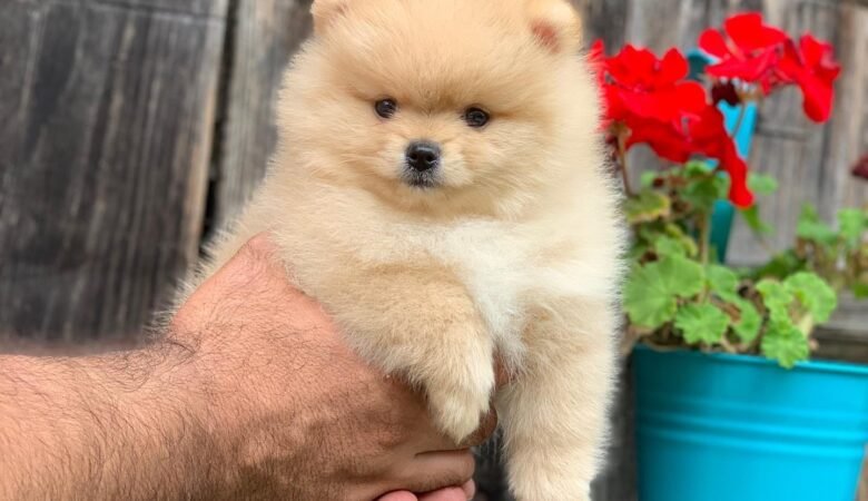 NALA, Male Teacup Pomeranian Puppy