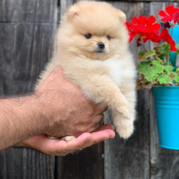 cheap teacup pomeranian puppies for sale