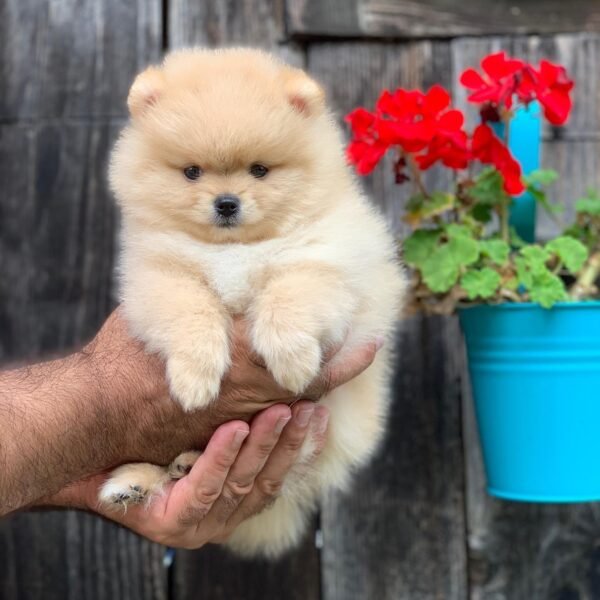 cheap teacup pomeranian puppies for sale