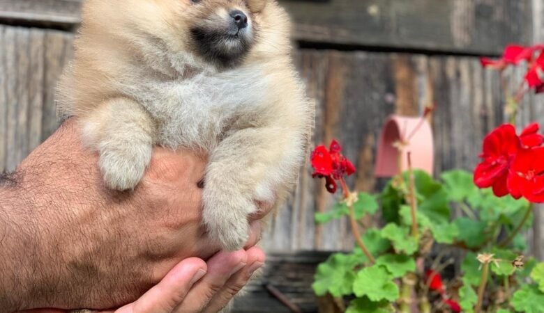 ROXY, Male Teacup Pomeranian Puppy