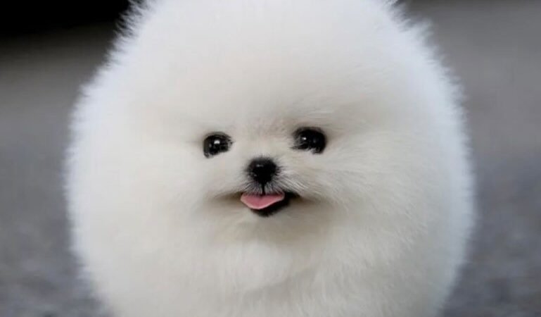 ROMEO, Female Teacup Pomeranian Puppy