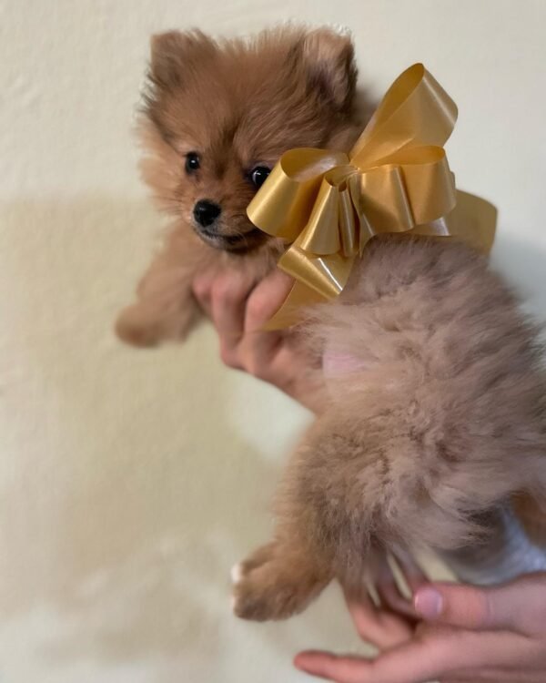 white teacup pomeranian puppies for sale