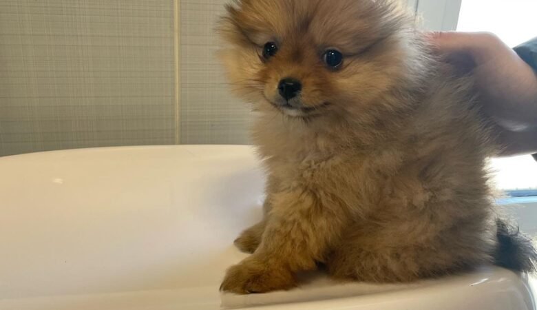 MISHA, Male Miniature Pomeranian Puppy