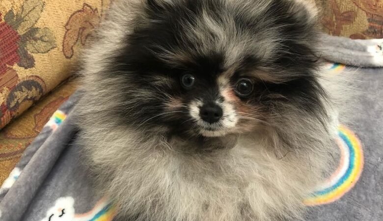 MERLIN, Female Standard Pomeranian Puppy