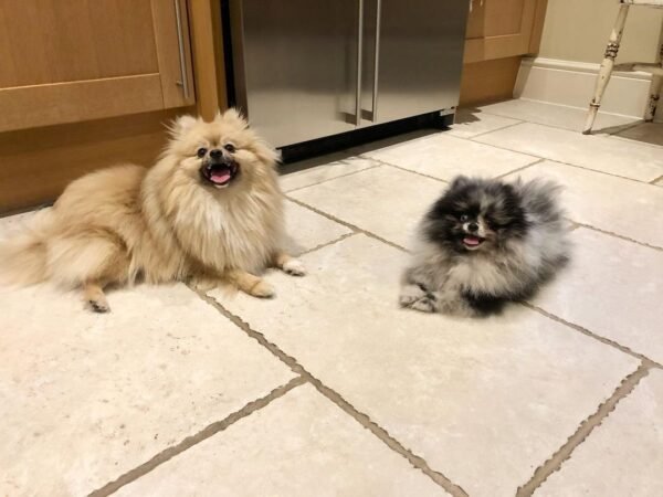 affordable pomeranian puppies for sale