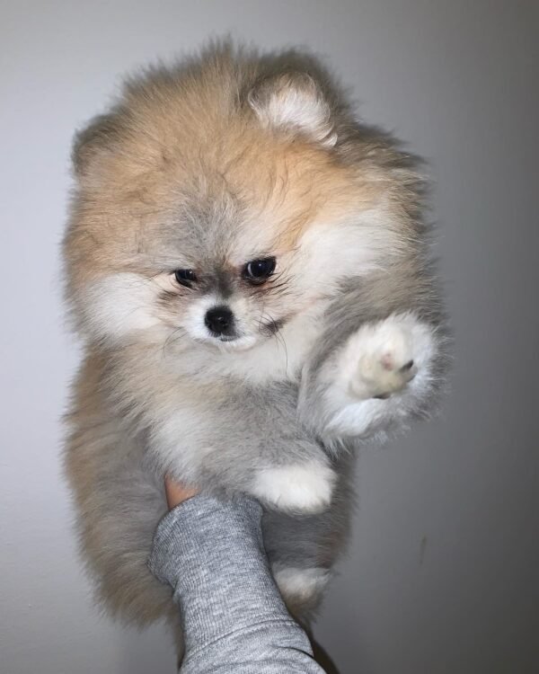 micro pomeranian puppies for sale