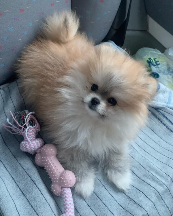 micro pomeranian puppies for sale