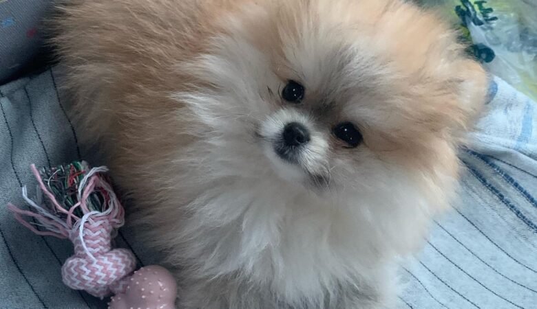 SANA, Female Miniature Pomeranian Puppy