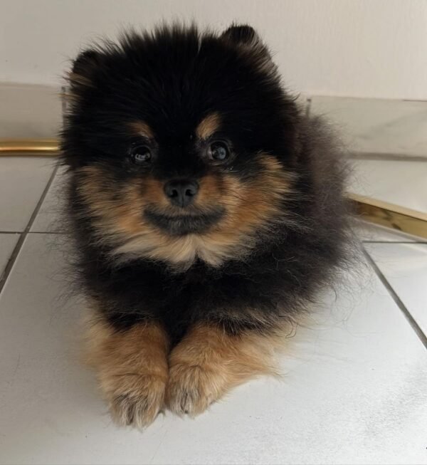 teacup pomeranian puppies for sale