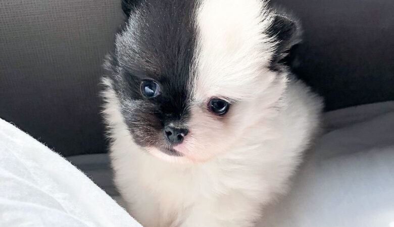 BANY, Male Teacup Pomeranian Puppy