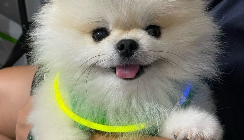 RUBY, Female Teacup Pomeranian Puppy