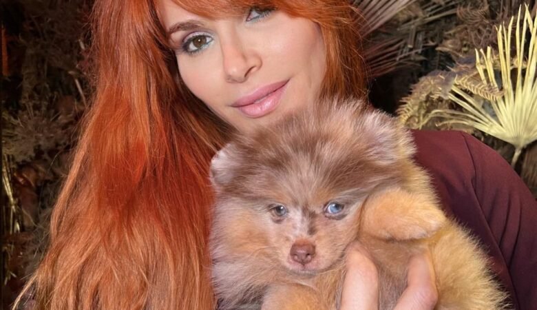 Find Miniature Pomeranian Puppies for Sale in Florida: Top 3 Locations