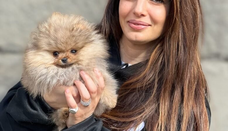 Miniature Pomeranian Puppies for Sale in Colorado: Top 3 Locations