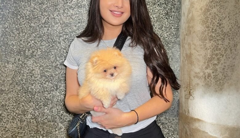 Find Miniature Pomeranian Puppies for Sale in California: Top 4 Locations