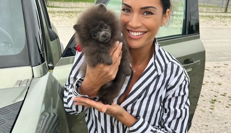 Miniature Pomeranian Puppies for Sale in Alaska: Top 4 Locations