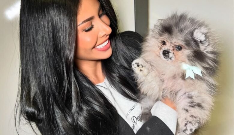 Where to Buy Pomeranian Puppies for Sale in Ohio: Top 6 Breeders