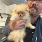 How much do Pomeranian puppies cost in Las Vegas?