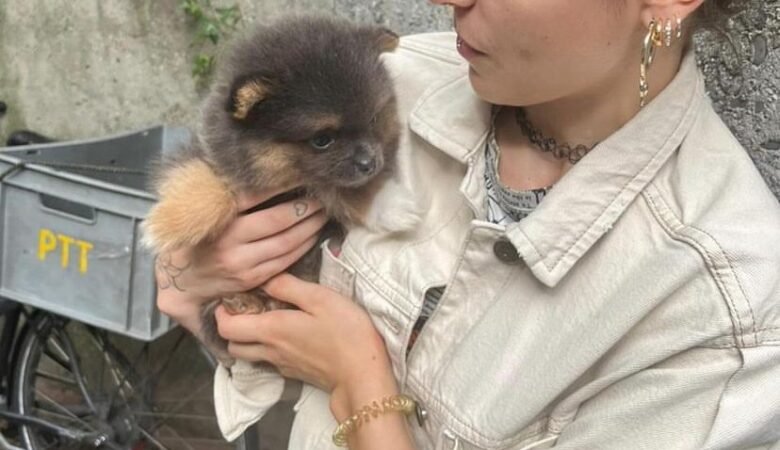 Find Miniature Pomeranian Puppies for Sale in New Mexico: Top 5 Locations