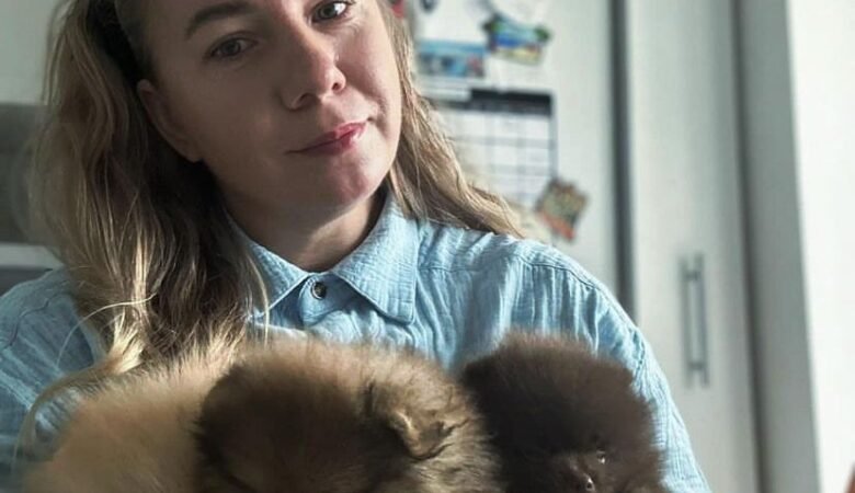 Teacup Pomeranian Puppies for Sale in Rhode Island: Top 7 Locations