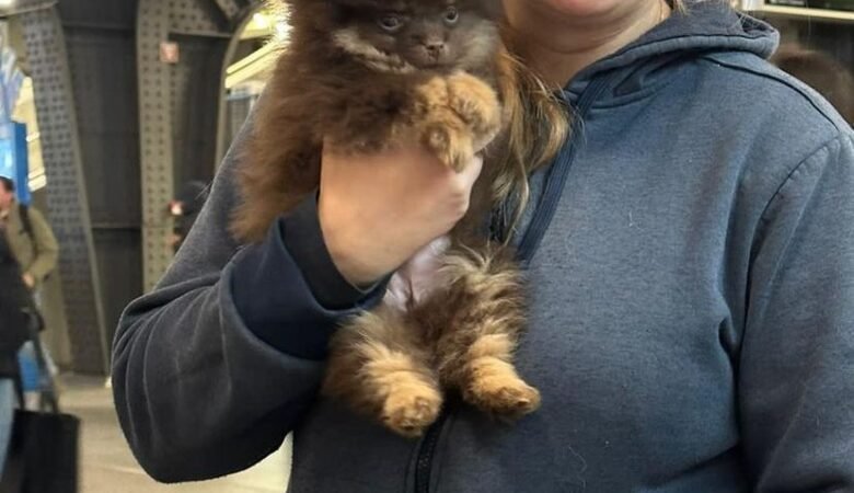 Teacup Pomeranian Puppies for Sale in North Dakota: Top 5 Hosts