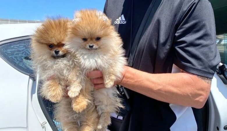 Teddy Bear Pomeranian for Sale Near Me: Top 3 Locations