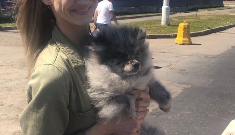 Papillon Pomeranian Mix for Sale: Top 3 Locations to Find Your Perfect Puppy