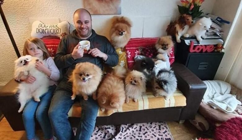 Teacup Pomeranian Puppies for Sale in Pennsylvania: Top 7 Breeders Now