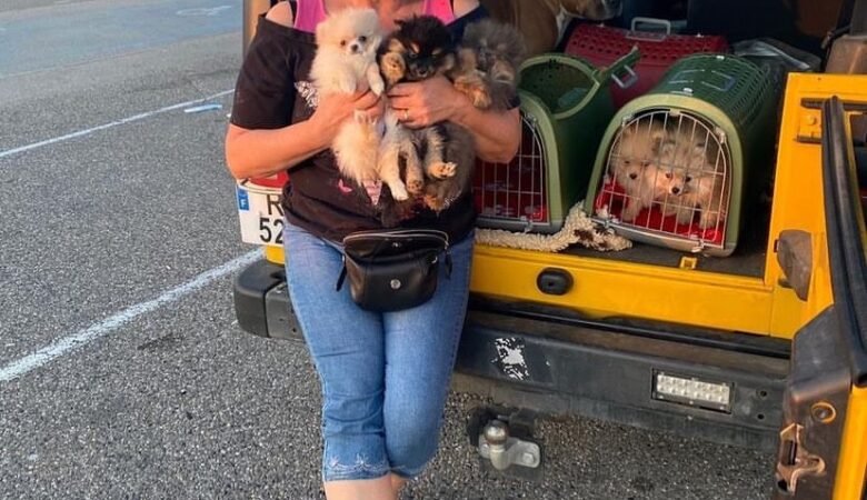 Pomeranian Puppies for Sale in Kansas City