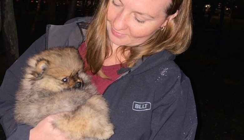 Teacup Pomeranian Puppies for Sale in South Carolina: Top 4 Locations