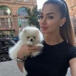 How can I verify that a Pomeranian is purebred before purchasing?